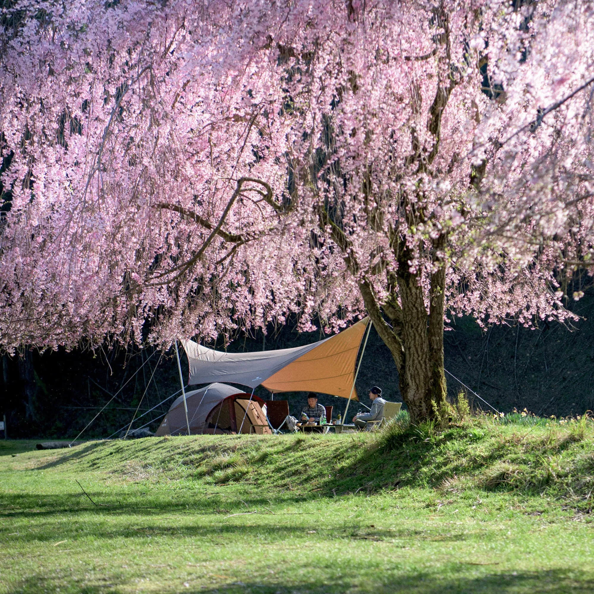 HD Hexa Tarp L
